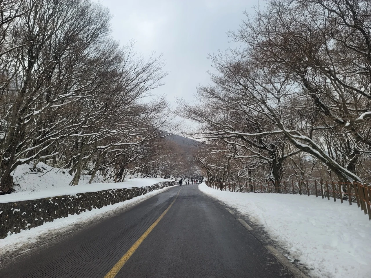 săn tuyết jeju hàn quốc