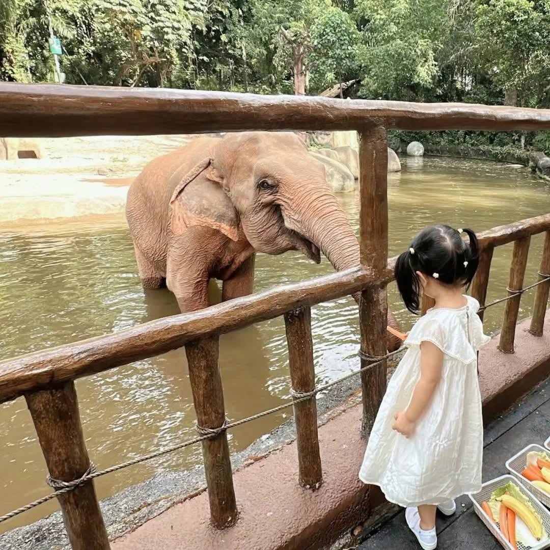 Singapore Zoo bằng Shuttle Bus