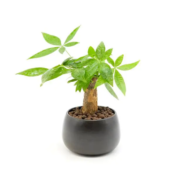Mini Money Tree