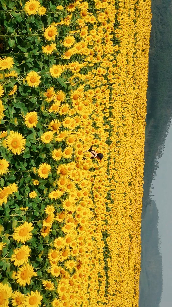 Cách Di chuyển đến Cánh đồng hoa Hướng Dương Nghệ An